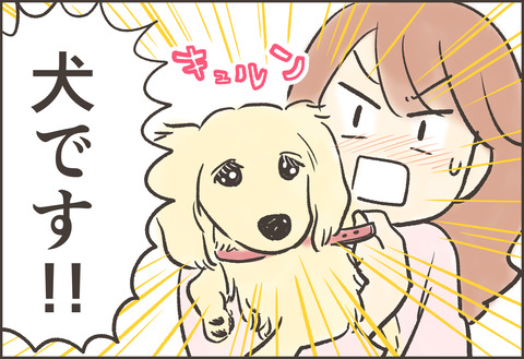 犬