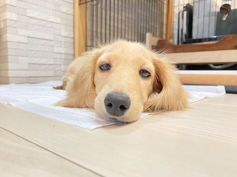 子犬