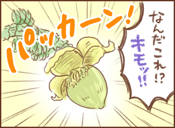 バナナ 芭蕉 ゆむい