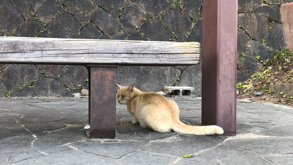 尾道ねこ