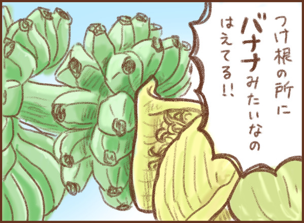 バナナ 芭蕉 ゆむい