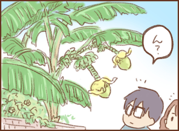 バナナ 芭蕉 ゆむい
