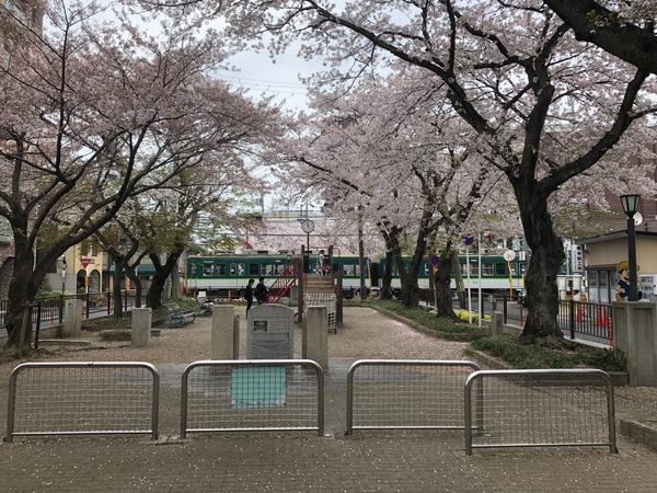 響け!ユーフォニアムラッピングと琵琶湖疏水の桜 (39)