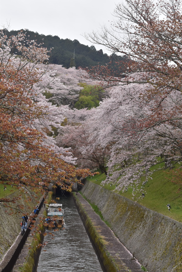 響け!ユーフォニアムラッピングと琵琶湖疏水の桜 (17)