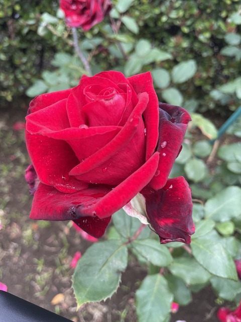 ���ܲ쥫�졼 (55)_
