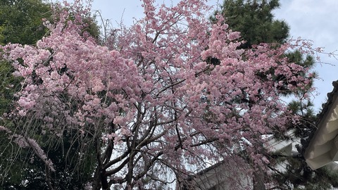 大垣 (6)