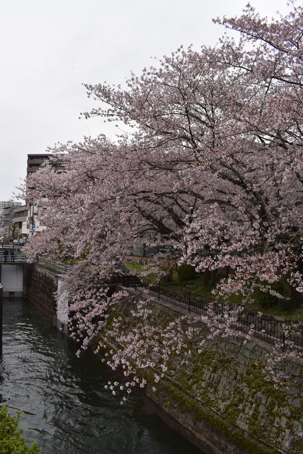 響け!ユーフォニアムラッピングと琵琶湖疏水の桜 (16)