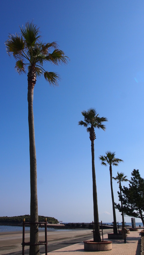 青空と青島s