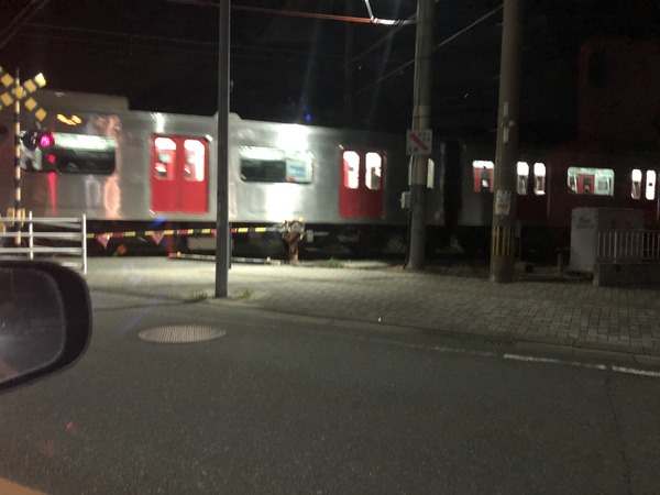 ZLS��20190320 (41)