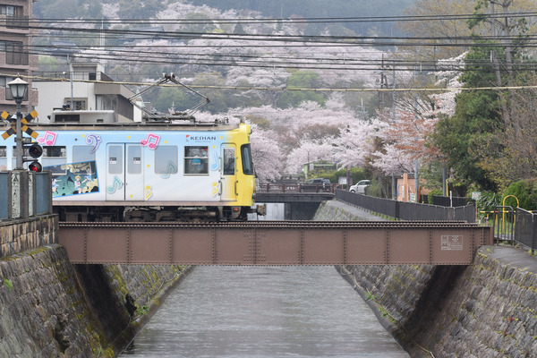 響け!ユーフォニアムラッピングと琵琶湖疏水の桜 (20)