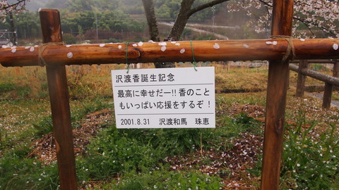 竹原桜1 (15)