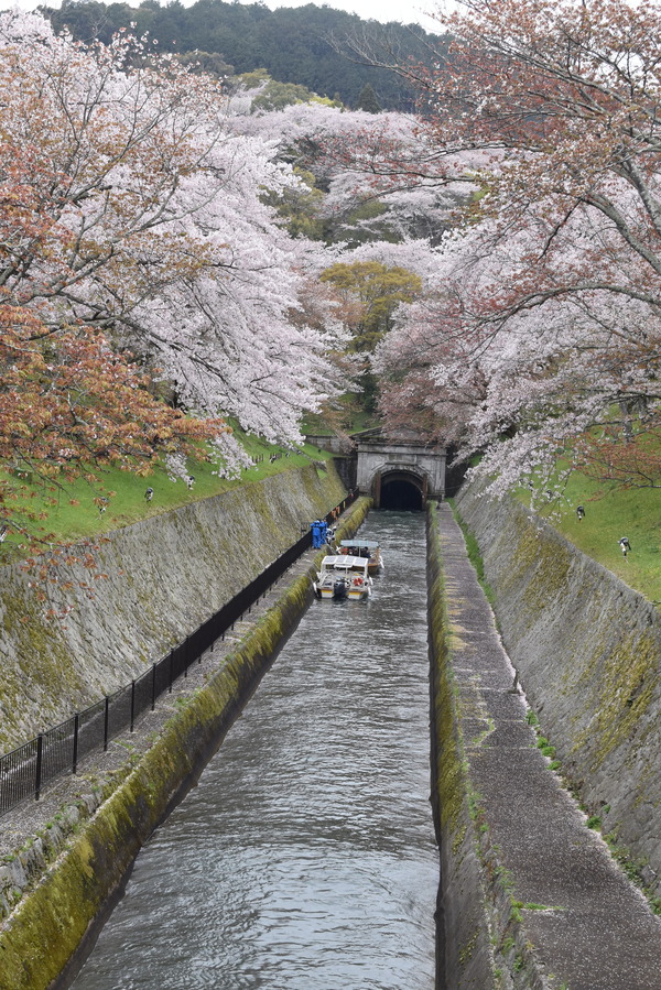 響け!ユーフォニアムラッピングと琵琶湖疏水の桜 (11)
