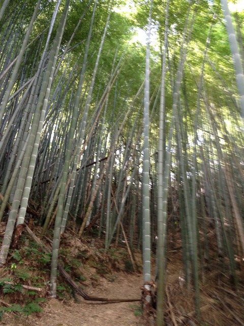 鎮海山登山道入口