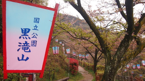 竹原桜1 (7)