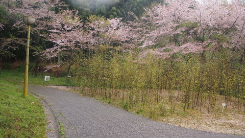 竹原桜1 (24)