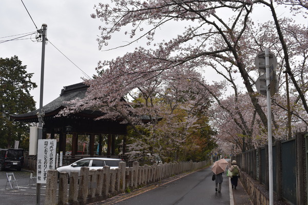 響け!ユーフォニアムラッピングと琵琶湖疏水の桜 (14)