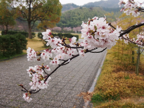 竹原桜1 (21)