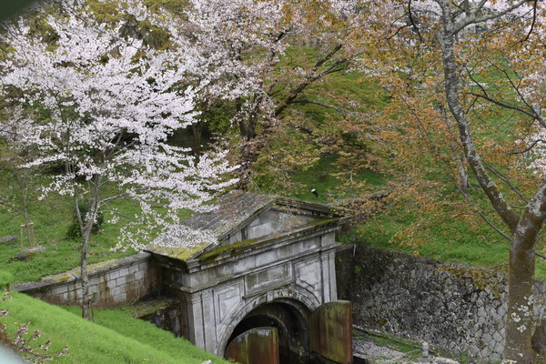 響け!ユーフォニアムラッピングと琵琶湖疏水の桜 (13)