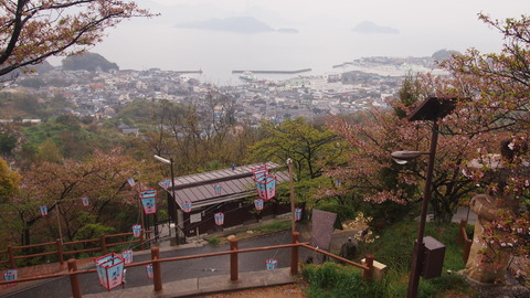 竹原桜1 (9)