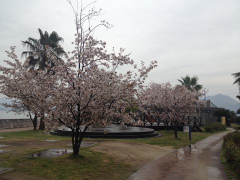 竹原桜1 (2)