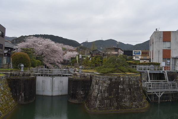響け!ユーフォニアムラッピングと琵琶湖疏水の桜 (7)