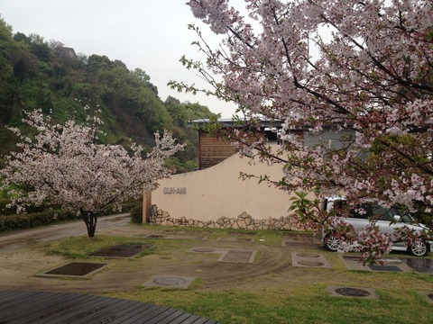 竹原桜1 (4)