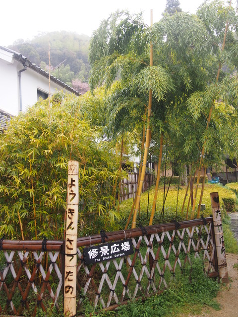 竹原桜2 (51)