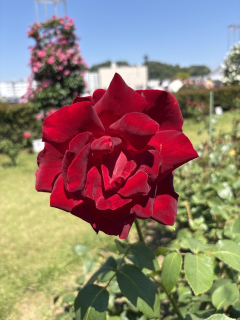 IMG_0078