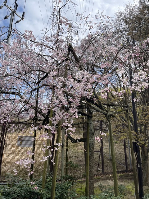 宇治 (1)