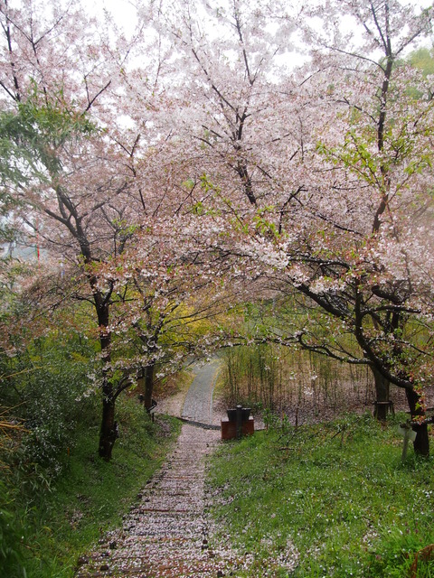 竹原桜1 (27)