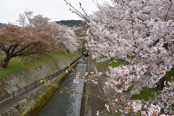 響け!ユーフォニアムラッピングと琵琶湖疏水の桜 (10)