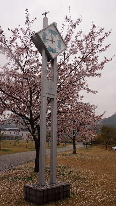 竹原桜1 (32)