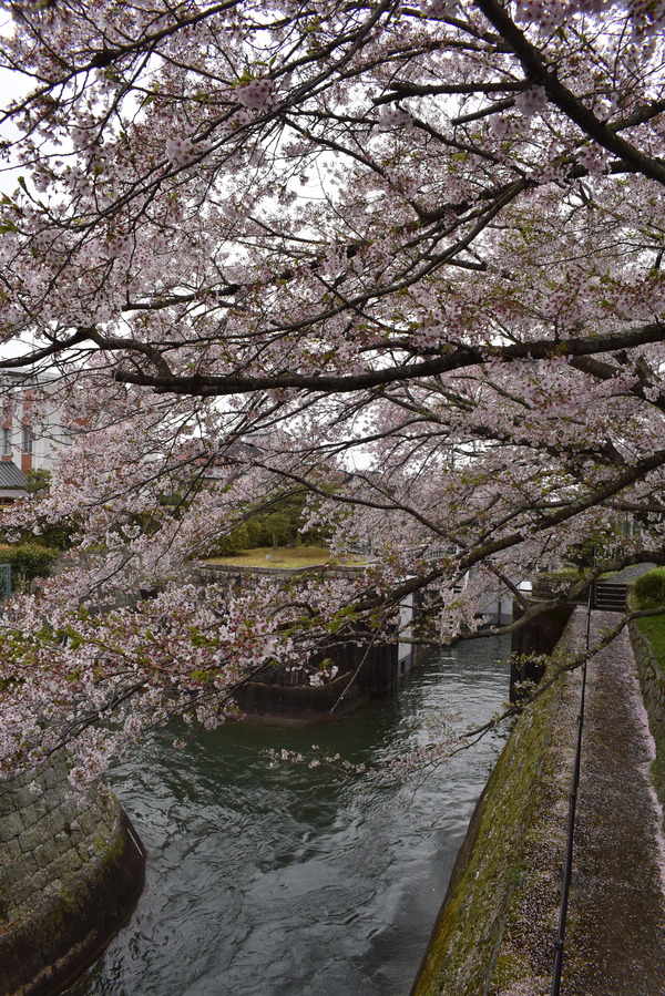響け!ユーフォニアムラッピングと琵琶湖疏水の桜 (8)