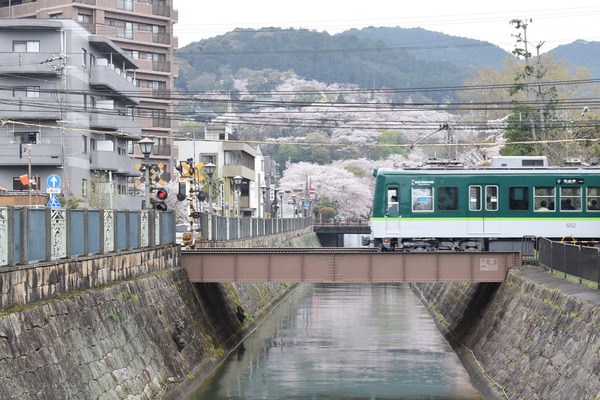 響け!ユーフォニアムラッピングと琵琶湖疏水の桜 (18)