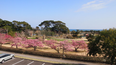 こどものくに(梅)