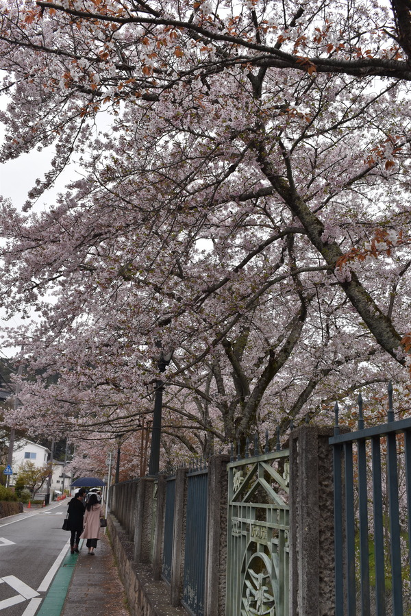 響け!ユーフォニアムラッピングと琵琶湖疏水の桜 (12)