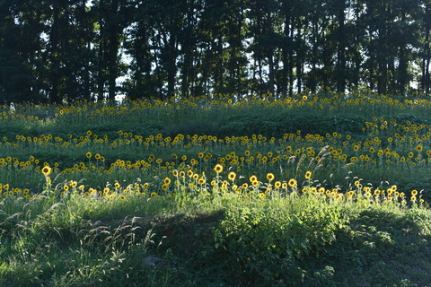 DSC_7780