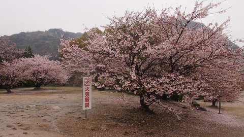 竹原桜1 (50)