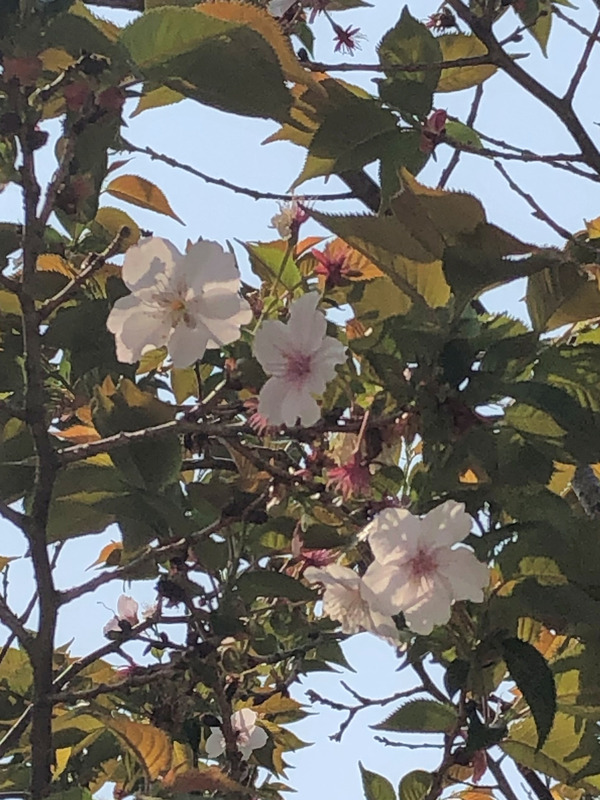 ���ᤰ�����ţ� (27)