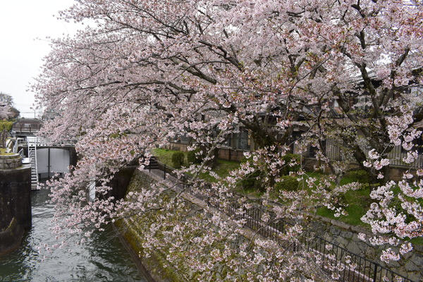 響け!ユーフォニアムラッピングと琵琶湖疏水の桜 (9)