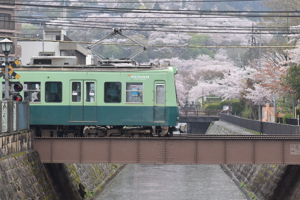 響け!ユーフォニアムラッピングと琵琶湖疏水の桜 (19)