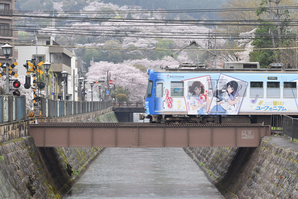 響け!ユーフォニアムラッピングと琵琶湖疏水の桜 (23)