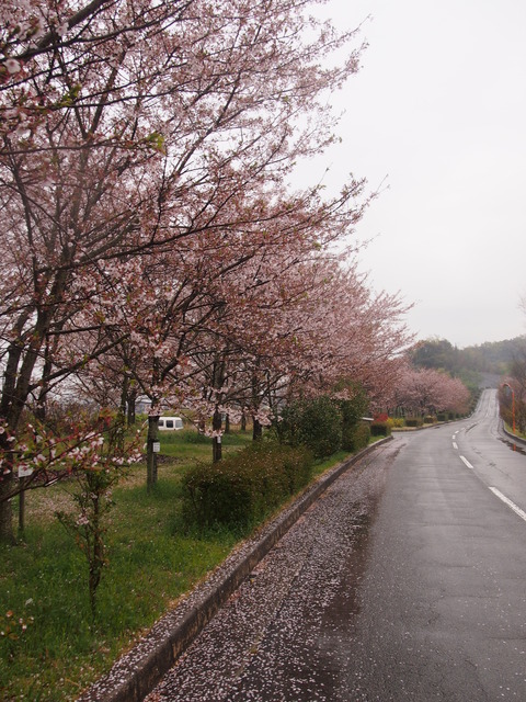 竹原桜1 (34)