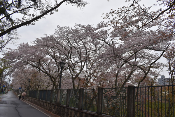 響け!ユーフォニアムラッピングと琵琶湖疏水の桜 (15)