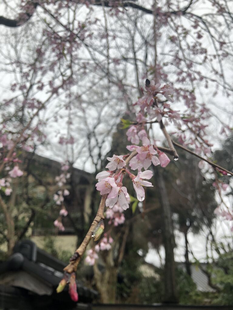 桜の名所を訪ねて２０２０ : 渚屋Blog