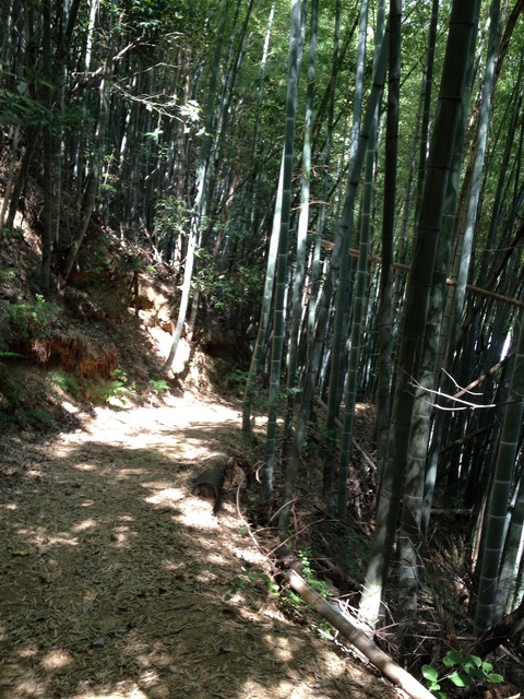 鎮海山登山道