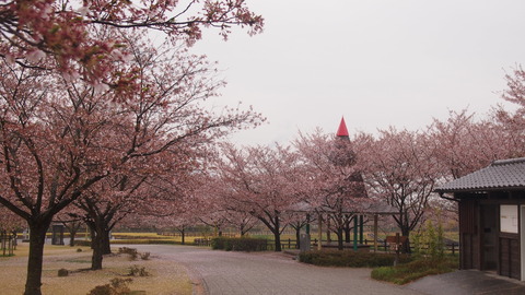 竹原桜1 (30)