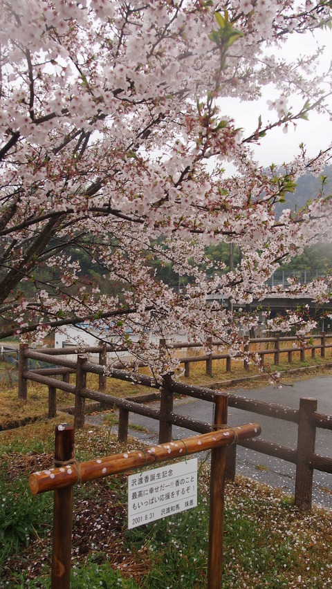 竹原桜1 (17)