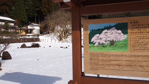 24臥龍桜の看板