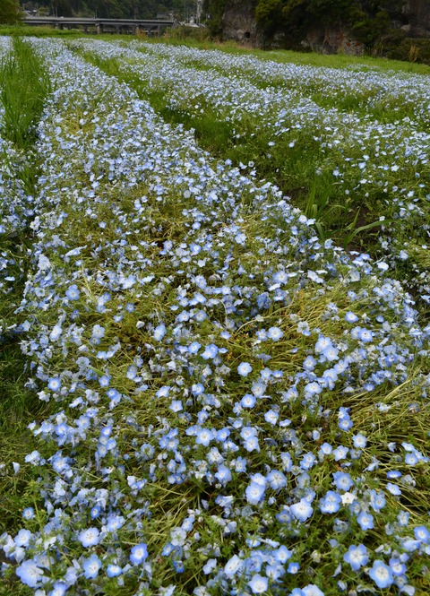 DSC_6729
